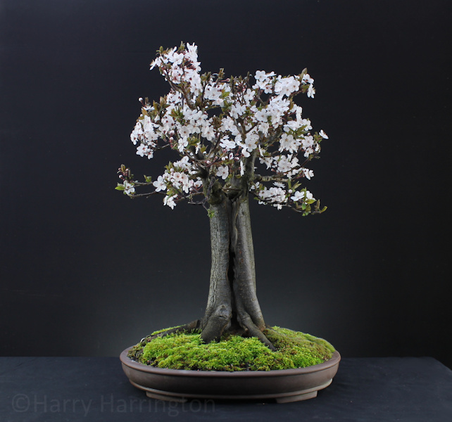 Black Cherry Plum Bonsai 